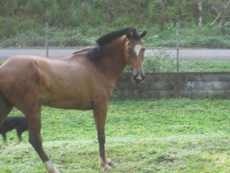 Our horse